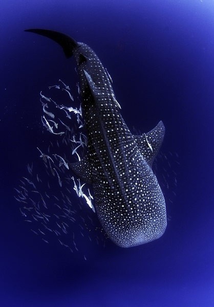 Photo:  Whale Shark